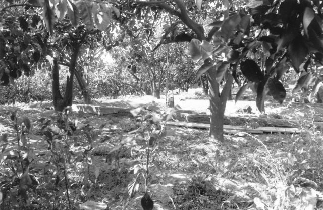 Altra vista alberi di limoni